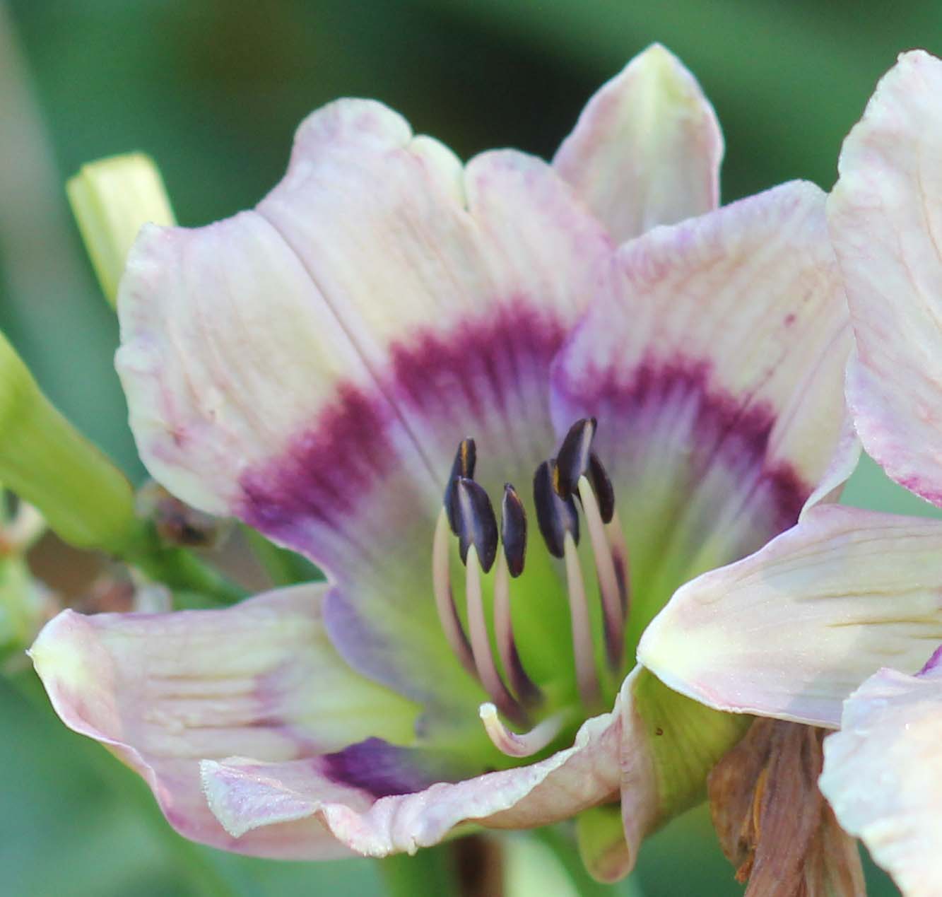 Wesbourne Sweet Pea Baby